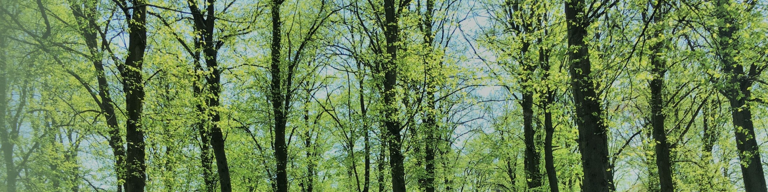 bomenpark kasteel rhoon Bewerkt CROP