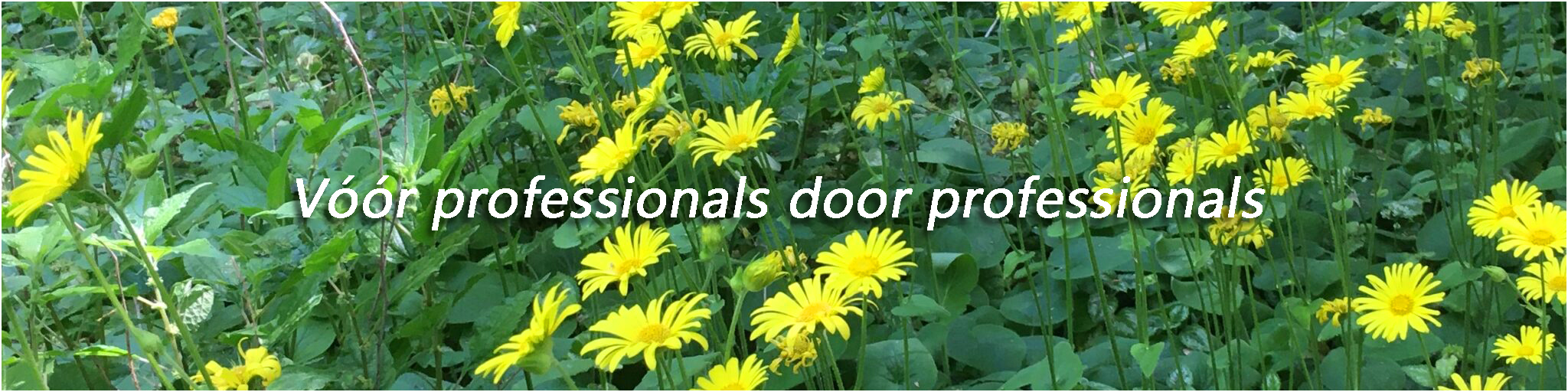 veld-met-gele-bloemen-50-cm-hoog-croped-website-HOMEPAGE-2048×512-III